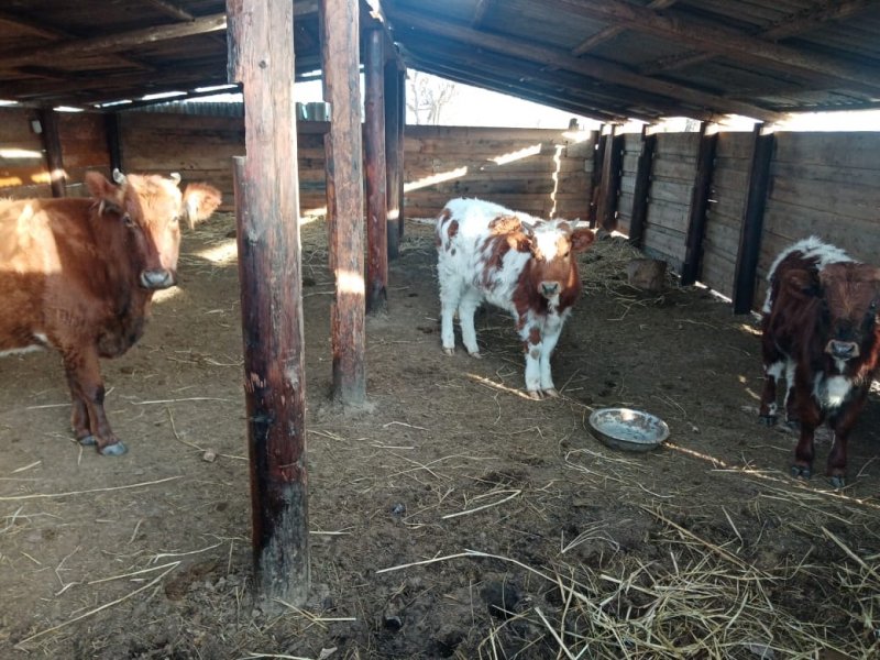 Житель Лиманского района подозревается в краже крупного рогатого скота